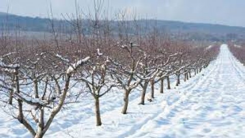 کنترل-آفات-و-بیماری-ها-با-آغاز-فصل-سرد