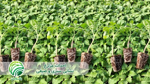 ویدئو احداث مزارع سبزی و صیفی با استفاده از نشاء
