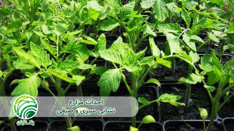 ویدئو تعریفی از نشاء و نشاءکاری