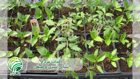 ویدیئو مزایای استفاده از نشا صنعتی مکانیزه