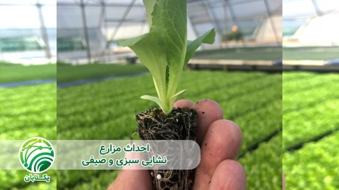 ویدیئو زودرس شدن محصول و افزایش طول دوره برداشت