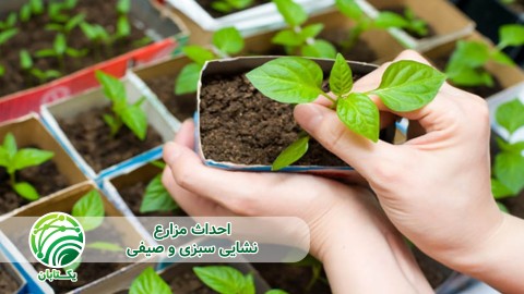 ویدئو تفاوت ریشه در نشا داخل سینی و داخل زمین