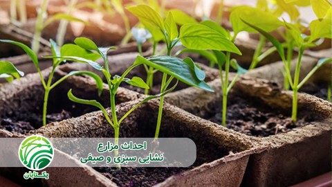 ویدئو مزیت های کشت نشاء افزایش عملکرد محصول پاییزه