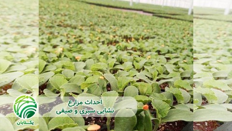 ویدئو یکنواختی و تراکم کشت