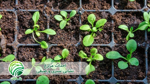 ویدئو مزیت کشت نشاء صرفه جویی در مصرف بذر