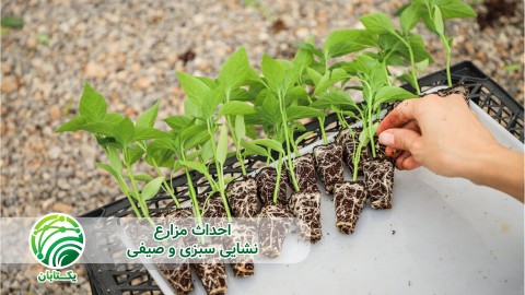 ویدئو برای اطمینان از کیفیت تولید نکاتی که در تهیه نشاء باید رعایت شود چیست؟