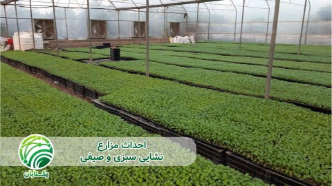 ویدئو چرا باید برای تولید سبزی و صیفی از نشاءکاری استفاده کنیم؟