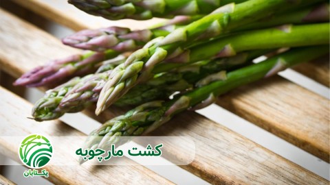 ویدئو نیازهای اقلیمی، آب و خاک برای کشت مارچوبه چیست؟