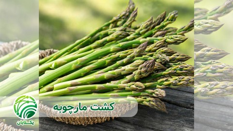 ویدئو مراقبت های زمان داشت (علف های هرز ، آفات و بیماری) چیست؟