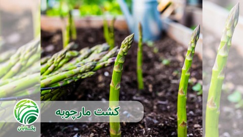 ویدئو روش کاشت مارچوبه به چه صورت است؟