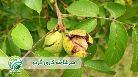 ویدئو  سرشاخه کاری گردو اهمیت غذایی و اقتصادی