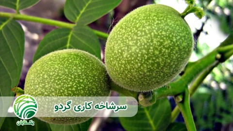 ویدئو مزایای پیوند سرشاخه کاری گردو