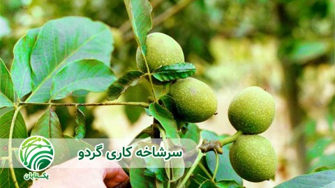 ویدئو عوامل ماثر بر گیرایی پیوند گردو