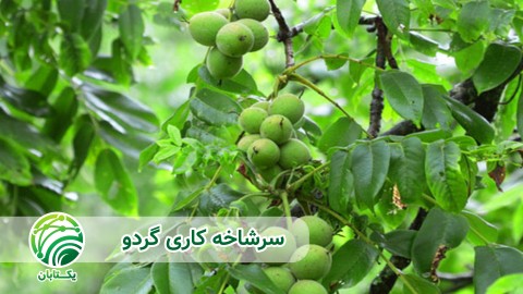 ویدئو پیوند های شاخه در سرشاخه کاری گردو