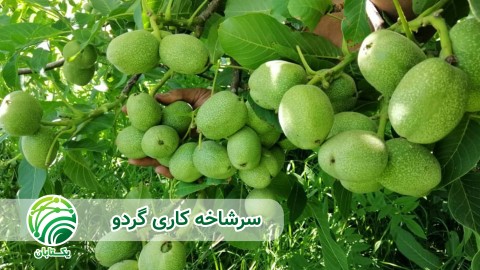ویدئو پیوند تاجی سرشاخه کاری گردو
