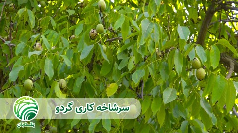 ویدئو قطر مناسب برای پیوندک سرشاخه کاری گردو
