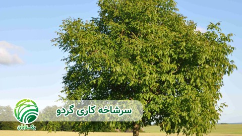 ویدئو زمان سربرداری سرشاخه کاری گردو