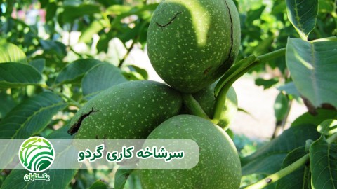 ویدئو پیوند به روشاهای مختلف سرشاخه کاری گردو