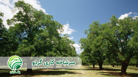 ویدئو نکته مهم با استفاده از محافظها سرشاخه کاری گردو