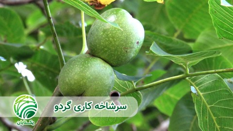 ویدئو محافظت تنه سرشاخه کاری گردو