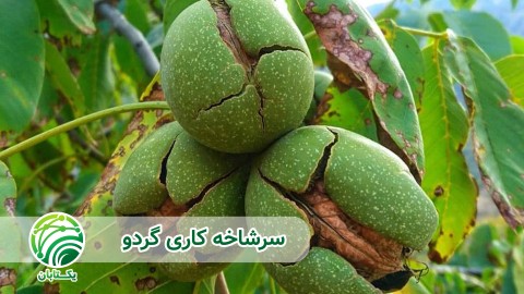 ویدئو آبیاری در سرشاخه کاری گردو