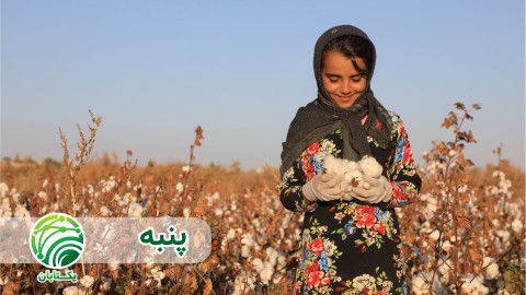 طرح-افزایش-عملکرد-مزارع-پنبه