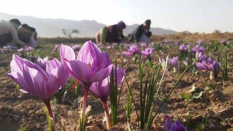 مصرف-کود-آلی-در-زعفران