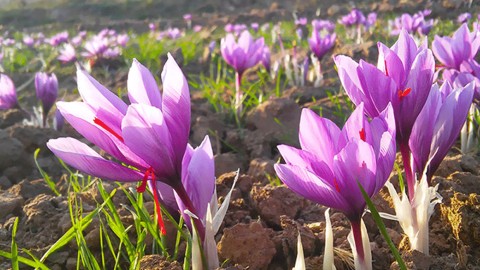 کاشت-داشت-و-برداشت-زعفران