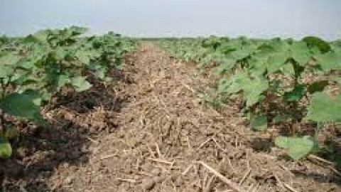 کاشت-مستقیم-پنبه-بر-روی-بقایای-محصول-قبلی