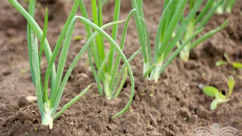 کود-دهی-و-آبیاری-پیاز