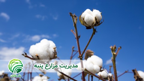 سهم-ژنتیک-بذر-و-مدیریت-به-زراعی-در-عملکرد-مزرعه-پنبه