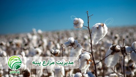 عملکرد-نهایی-پنبه-به-وسیله-مقدار-ریزش-گلها-جوانه-ها-و-غوزه-ها