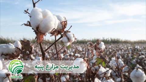 ارقام-زودرس-پنبه