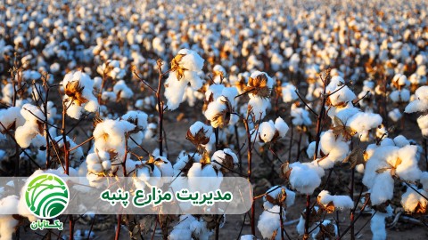 ارقام-تیپ-صفر-یا-تک-شاخه