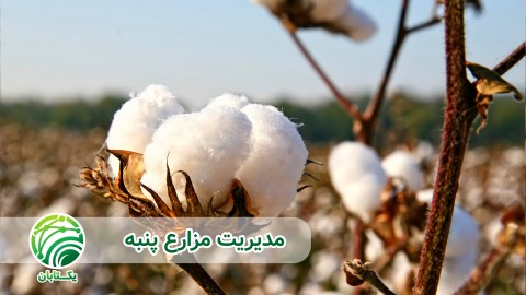 نیاز-آبی-گیاه-پنبه-در-مراحل-مختلف-نمو