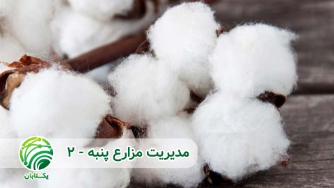 بایدها-و-نبایدهای-کاشت-داشت-و-برداشت-پنبه-استفاده-از-ساقه-خورد-کن-برای-بقایای-پنبه