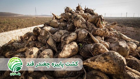 مشکلات-زراعت-چغندرقند-در-ایران-2