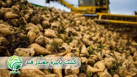 مزایای-کشت-پاییزه-چغندر-قند