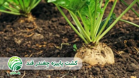مصرف-آب-ابیاری-کشت-پاییزه-چغندر-قند-در-کشور