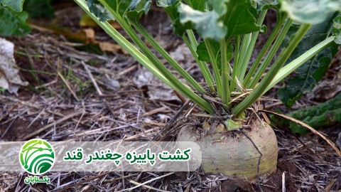 مناطق-و-رقم-های-مستعد-کشت-پاییزه-چغندر-قند-در-ایران