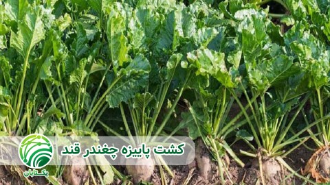 مشکلات-ساقه-روی-بولتینگ-بر-محصول-چغندرقند