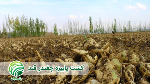 ملزومات-کشت-پاییزه-چغندر-قند