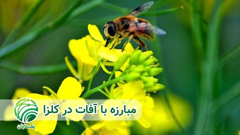 مبارزه-با-آفات-در-کلزا