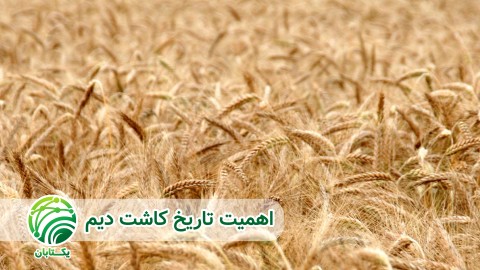 اهمیت-تاریخ-کشت-در-کشت-دیم-هواشناسی