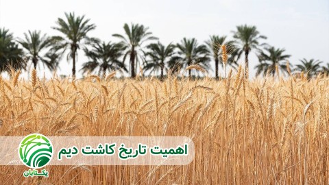 اهمیت-تاریخ-کشت-دیم
