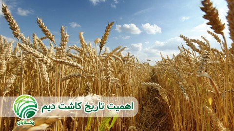 کشت زود هنگام و دیر هنگام دیم غلات