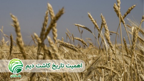 نکات-مدیریتی-در-کشت-دیر-هنگام