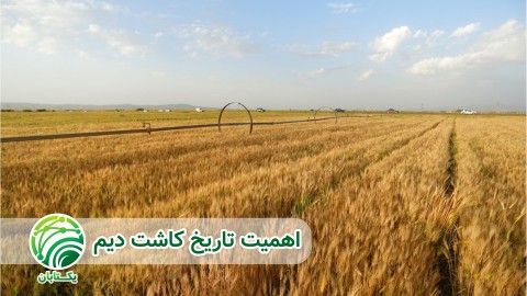 اجزاء-عملکرد-در-کشت-دیم-غلات