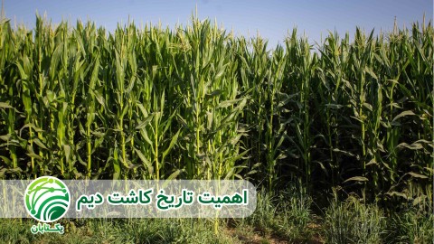 پنجه-دهی-در-کشت-دیم-غلات