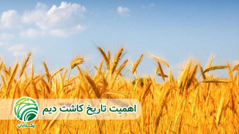 تاریخ-کاشت-و-کنترل-علف-های-هرز-در-کشت-دیم-غلات